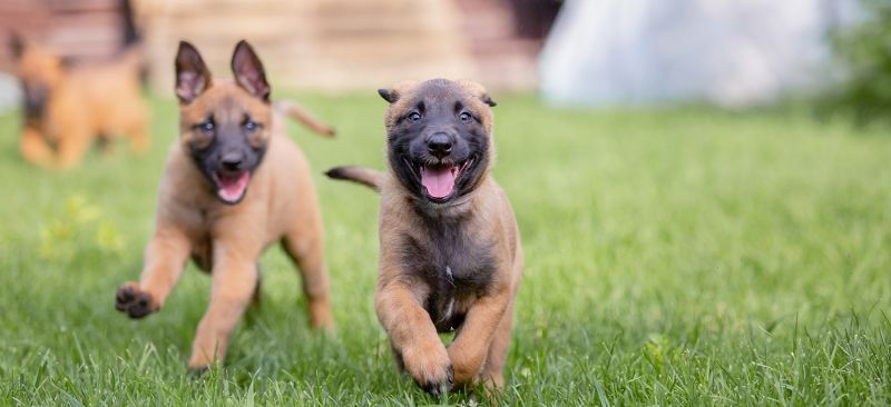 אילוף כלב בוגר וחולה